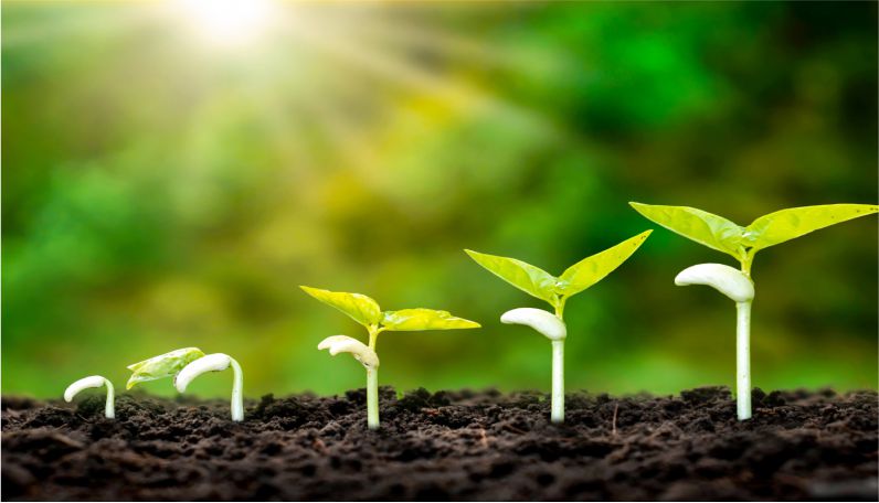 Plant Growth
